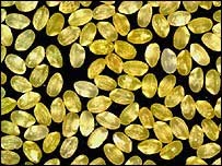 Golden Rice - A Grain Of Hope